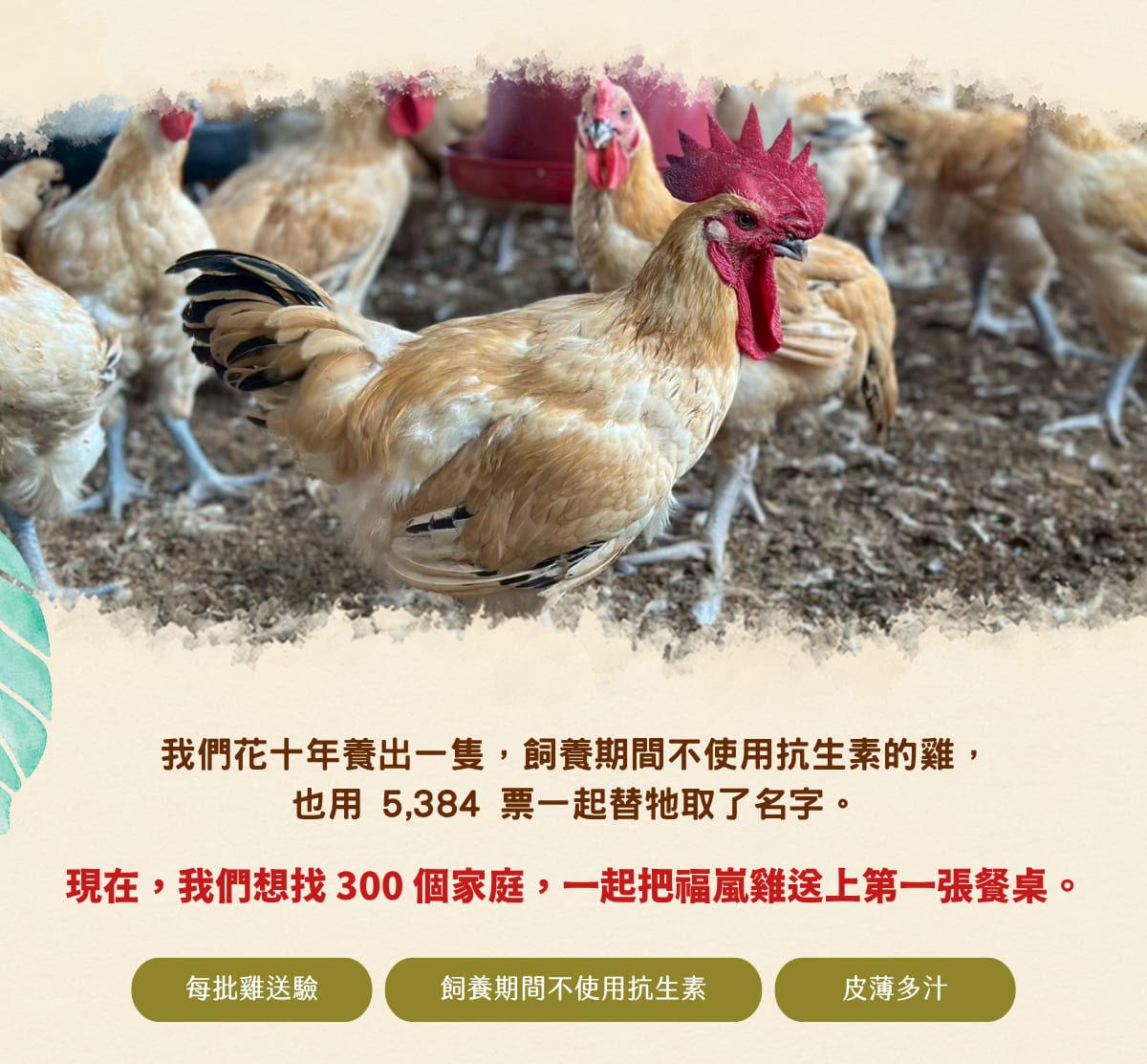 我們花十年養出一隻飼養期間不使用抗生素的雞，也用 5,384 票一起替牠取了名字。現在，我們想找 300 個家庭，一起把福嵐雞送上第一張餐桌。每批雞送驗、飼養期間不使用抗生素、皮薄多汁。