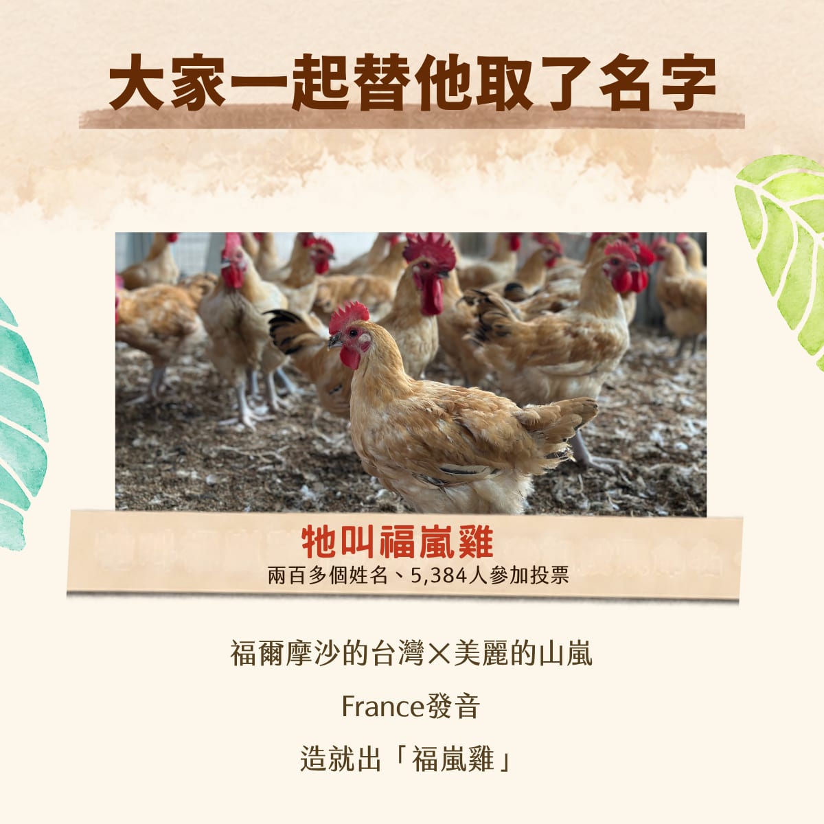 這隻雞，我們孵了 10 年：創辦人楊舒翔——我只想要有一個純淨的環境、健康的選擇、更安心的未來。我對抗生素過敏，碰到含藥飼料雙手就紅腫，那天起我決定從源頭就不用；每一批我們都送第三方檢驗，十年超過 200 萬隻。