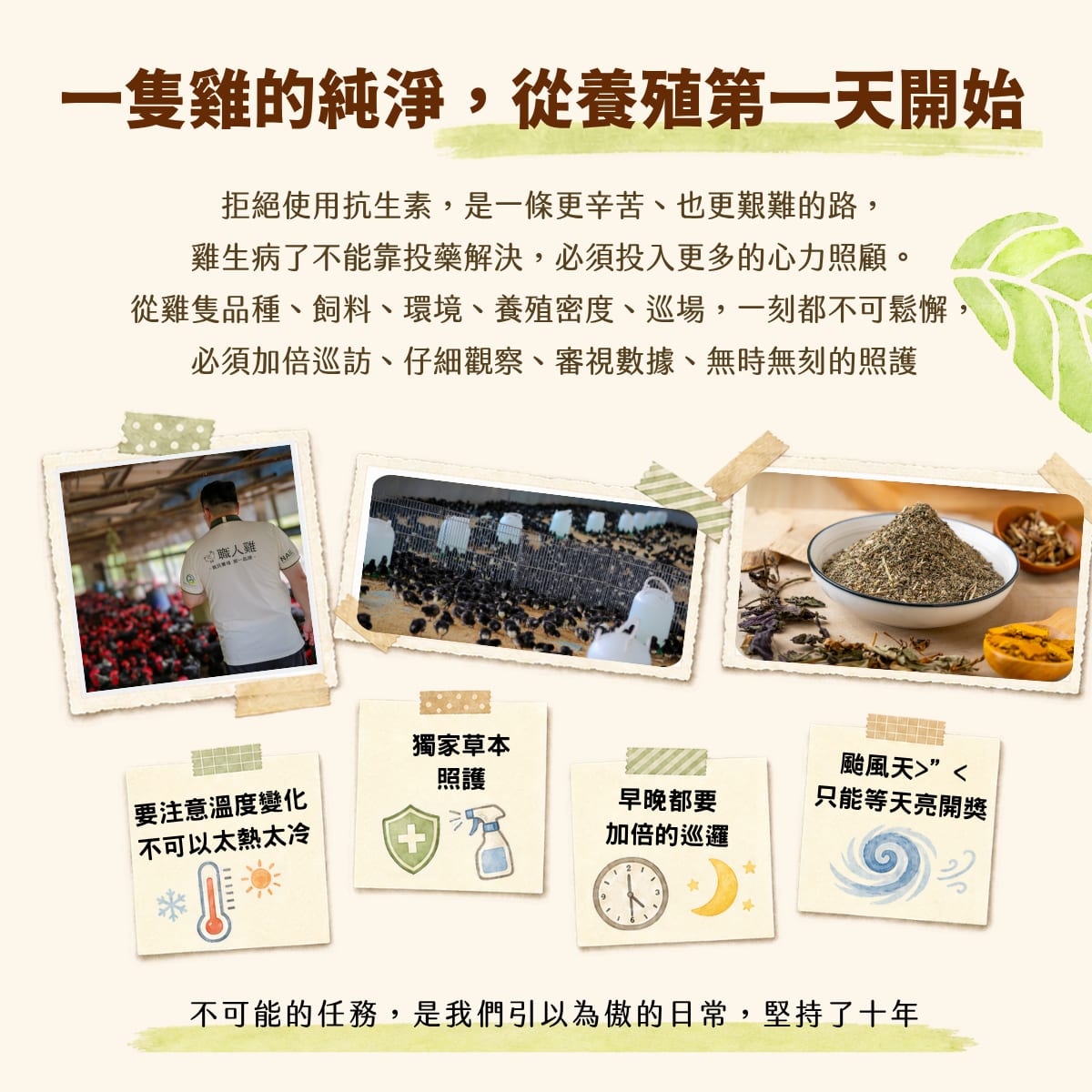 一隻雞的純淨，從養殖第一天開始：拒絕使用抗生素是一條更難走的路，必須投入更多的心力照顧——從飼養溫度變化、獨家草本照護、早晚都要加倍的巡邏，到颱風天只能守著不關燈。
